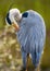 portrait of a single heron / egret with detailed texture feathers