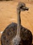 Portrait of single ostrich on ostrich farm