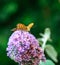 Portrait of a single Quail Wheat Fritillary butterfly sitting on a violet pink lilac blossom
