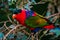 Portrait of A single Tricolor Parrot, Lorius Lory