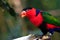 Portrait of A single Tricolor Parrot, Lorius Lory, eating fruits in natural surroundings