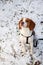 Portrait of sitting beagle puppy on snowy meadow