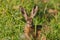 Portrait of a sitting brown hare