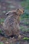 Portrait of a sitting brown hare