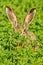 Portrait of a sitting brown hare