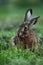 Portrait of a sitting brown hare (lepus europaeus)