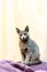 Portrait of a Sitting Cat. Young thoroughbred pedigreed cat. Breed Russian Blue