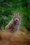 Portrait of sitting Eurasian Lynx in green forest