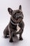 Portrait of a sitting french bulldog.