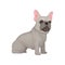 Portrait of sitting french bulldog. Small dog with smooth gray coat, big pink ears and shiny eyes. Flat vector design