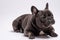 Portrait of a sitting friendly french bulldog looking away from camera.