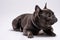 Portrait of a sitting friendly french bulldog looking to the right.
