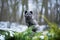 Portrait of Sitting Grey Coated Polar Fox.