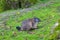 Portrait of sitting groundhog Marmota monax