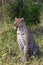 Portrait of a sitting leopard. Masai Mara