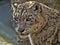 Portrait of sitting male Snow Leopard, Uncia uncia