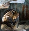 Portrait of sitting ocelot in Galibi, Suriname