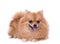 Portrait of sitting pomeranian