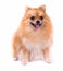 Portrait of sitting pomeranian