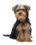 Portrait of sitting puppy of yorkshire terrier