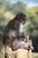 Portrait of Sitting Relaxing Japanese Macaque On Tree at Arashiyama Monkey Park Iwatayama in Kyoto, Japan