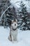 Portrait of sitting siberian Husky dog on the snow in winter forest at sunset.