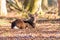 portrait of a sitting single isolated Sika deer / elk on a bright sunny day in a forest