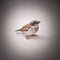 Portrait of a sitting sparrow, vignette, close-up, skin surface