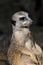Portrait of sitting wild African Meerkat Suricata suricatta