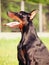 Portrait of sitting wonderful black doberman