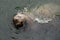 Portrait of Sivuch sea lion swimming with head above the water. Petropavlovsk-Kamchatsky, Kamchatka Peninsula, Russia