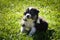 Portrait of six week old puppy of border collie.