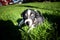 Portrait of six week old puppy of border collie