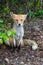 portrait of a skinny red fox along the road