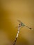 portrait of slander skimmer dragonfly