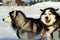 Portrait of a sled dogs