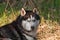 Portrait of a sleddog before the race