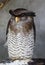 Portrait of sleeping barred eagle-owl, also called the Malay eagle-owl with large beautiful brown eyes and feathers