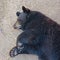 A Portrait of a Sleeping Black Bear Cub