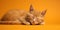 Portrait of a sleeping cat at plain orange color background