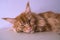 Portrait of a sleeping cat in purple tones. A young large red marble Maine coon cat lies on the closet against the wall and sleeps