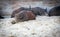 Portrait of a sleeping cute brown piglet