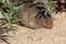 Portrait of a sleeping dwarf mongoose