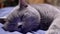 Portrait of Sleeping Gray British Domestic Cat with Big Ears on Bed. Zoom