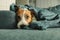 Portrait of sleeping Jack Russell dog on the sofa