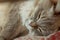 Portrait of sleeping Neva Masquerade silver-tabby point cat