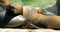 Portrait of a sleeping Patagonian sea lion baby