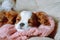 Portrait of sleeping puppy Cavalier King Charles Spaniel. Little one took nap on pink knitted blanket on soft bed.