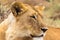 Portrait of a sleeping queen of the savannah. Kenya, Africa