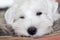 Portrait of a sleeping white puppy close-up.